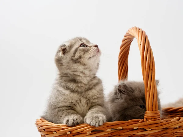 Engraçado Pouco Escocês Gatinho Sentado Dentro Vime Gato Casa — Fotografia de Stock
