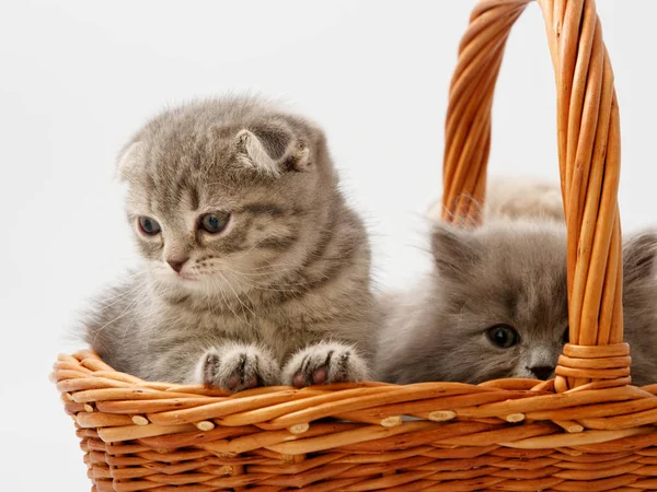 Divertido Poco Escocés Gatito Sentado Dentro Mimbre Gato Casa — Foto de Stock