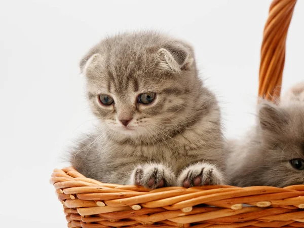 Divertido Poco Escocés Gatito Sentado Dentro Mimbre Gato Casa — Foto de Stock