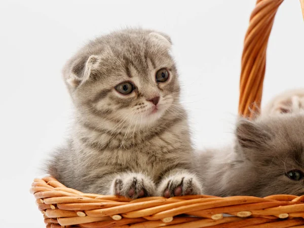 Engraçado Pouco Escocês Gatinho Sentado Dentro Vime Gato Casa — Fotografia de Stock