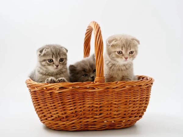 Funny Little Scottish Kitten Sitting Wicker Cat House — Stock Photo, Image