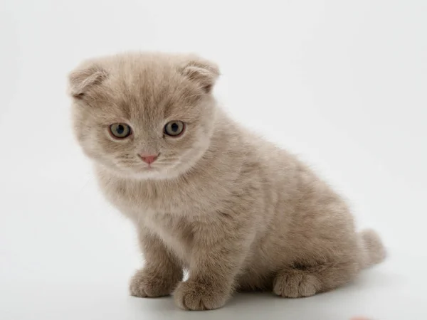 Schotse Vouwen Kitten Zit Tegen Witte Achtergrond — Stockfoto