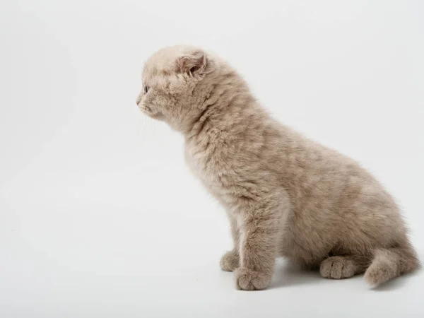 Scottish Fold Chaton Assis Sur Fond Blanc — Photo