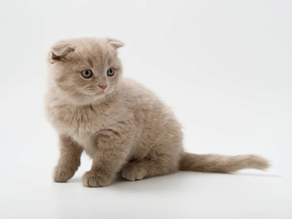 Schotse Vouwen Kitten Zit Tegen Witte Achtergrond — Stockfoto