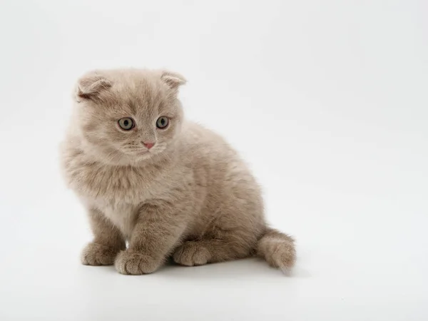 Scottish Fold Kitten Sits Белом Фоне — стоковое фото