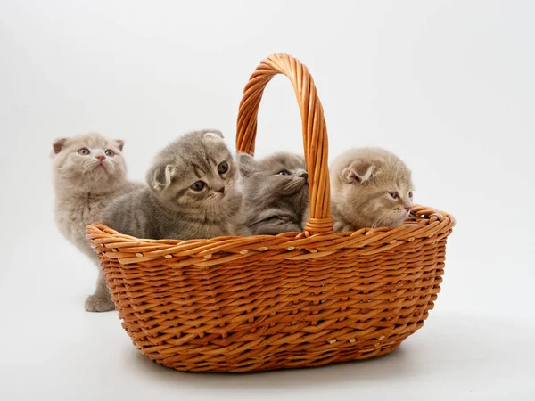 Funny Little Scottish Kitten Sitting Wicker Cat House — Stock Photo, Image