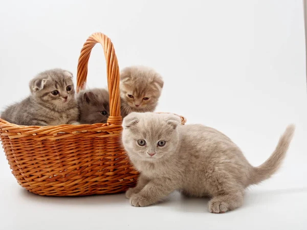 Funny Little Scottish Kitten Sitting Wicker Cat House — Stock Photo, Image