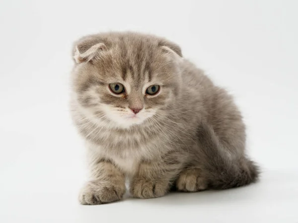 Scottish Fold Gattino Siede Sullo Sfondo Bianco — Foto Stock