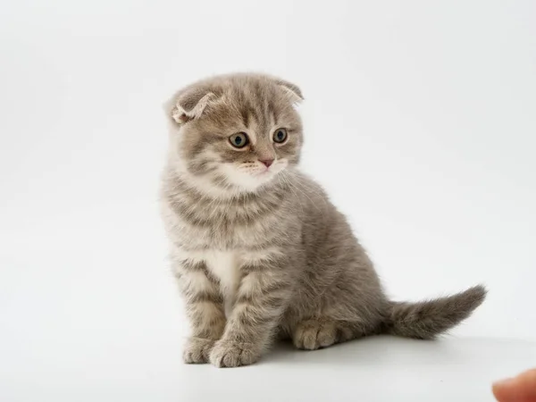 Schotse Vouwen Kitten Zit Tegen Witte Achtergrond — Stockfoto