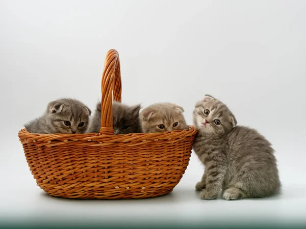 Gatitos están sentados en una cesta de mimbre — Foto de Stock