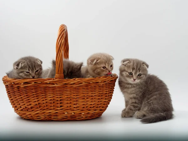 Funny Little Scottish Kitten Sitting Wicker Cat House — Stock Photo, Image