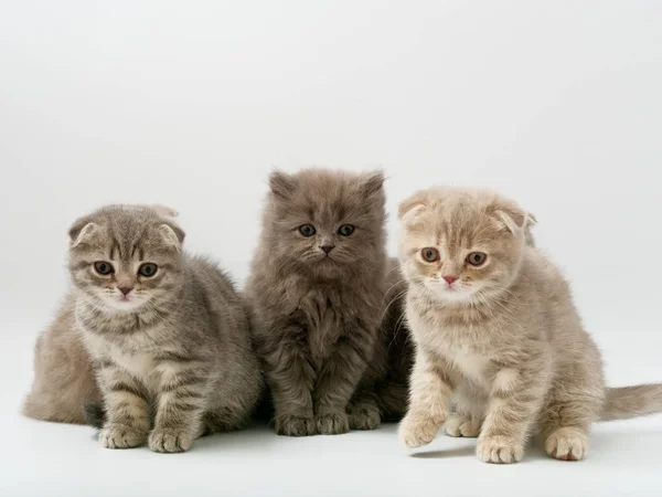 Schotse Vouwen Kitten Zit Tegen Witte Achtergrond — Stockfoto