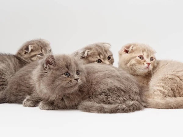 Scottish Fold Kotě Sedí Proti Bílému Pozadí — Stock fotografie