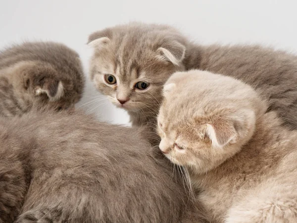 Scottish Fold Gatito Sienta Sobre Fondo Blanco — Foto de Stock