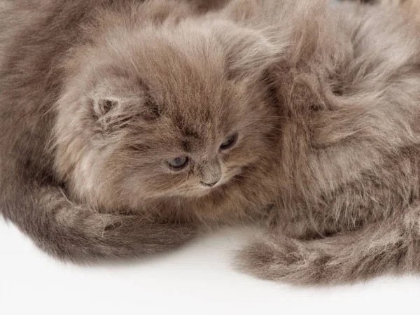 Scottish Fold Kitten Sits White Background — Stock Photo, Image