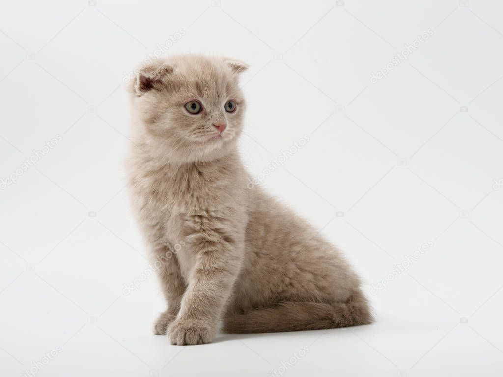 Scottish Fold kitten sits, against white background