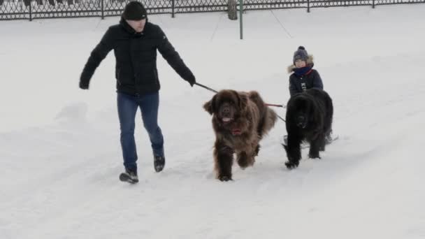 男が犬そりのそりに子供をロール ホメリ ベラルーシ 2019 — ストック動画