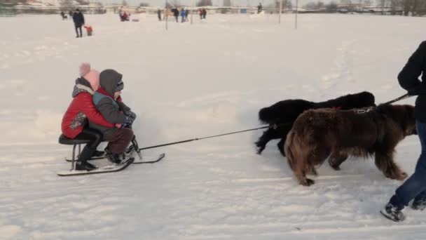 Gomel Belarus Enero 2019 Hombre Enrolla Niño Trineo Trineo Perro — Vídeo de stock