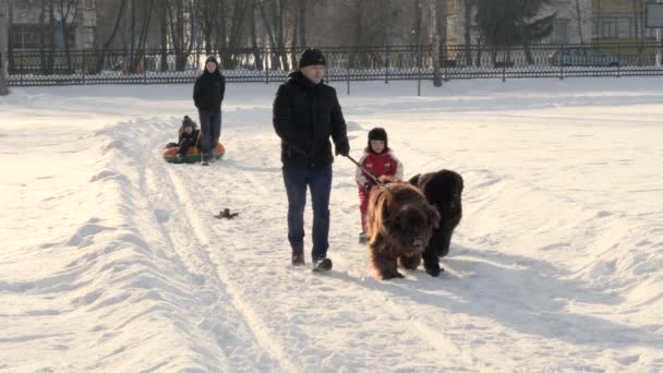 GOMEL, BELARUS - 20 DE ENERO DE 2019: un hombre enrolla a un niño en un trineo en trineo de perro . — Vídeo de stock
