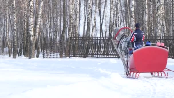 Gomel Weißrussland Januar 2019 Menschen Fahren Winter Pferdeschlitten — Stockvideo