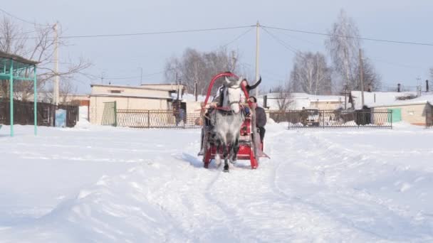 Gomel Belaro Gennaio 2019 Persone Cavalcano Inverno Slitta Trainata Cavalli — Video Stock