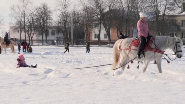 Gomel Belarus Janeiro 2019 Cavaleiro Cavalo Rola Uma Criança Trenó — Vídeo de Stock