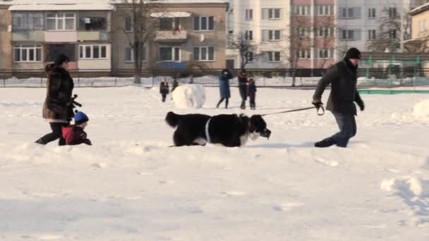 男が犬そりのそりに子供をロール ホメリ ベラルーシ 2019 — ストック動画