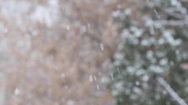 ağır kar beyaz tanesi arka plan ağaç üzerinde.