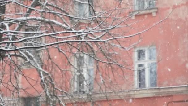 Schwere Schneeweiße Schneeflocken Auf Einem Hintergrund Von Bäumen — Stockvideo