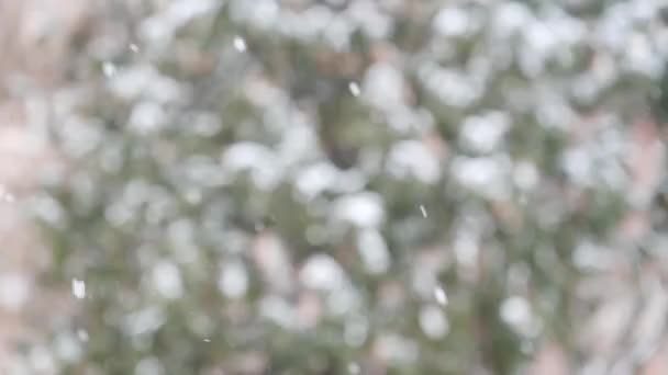 Schwere Schneeweiße Schneeflocken Auf Einem Hintergrund Von Bäumen — Stockvideo