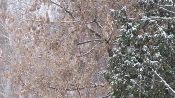 Tung Snö Vita Snöflingor Bakgrund Träd — Stockvideo