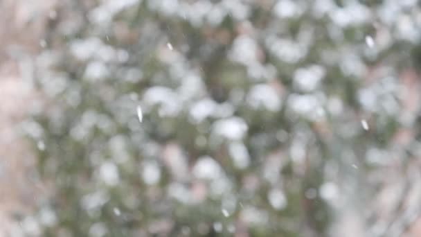 Schwere Schneeweiße Schneeflocken Auf Einem Hintergrund Von Bäumen — Stockvideo