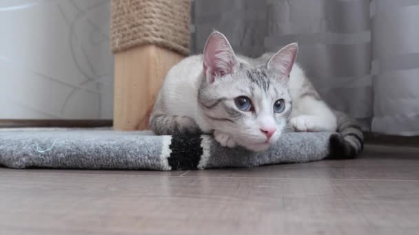 Ruská Evropská Krátkosrstá Kočka Modrýma Očima Velký Portrét — Stock video