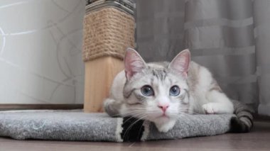 mavi gözlü Rus Avrupa stenografi kedi. büyük portre.