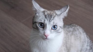 yerde yatarken mavi gözlü hafif çizgili kedi.