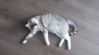 yerde yatarken mavi gözlü hafif çizgili kedi.