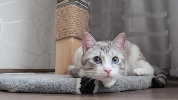 Ruso Europeo Taquigrafía Gato Con Azul Ojos Gran Retrato — Vídeo de stock