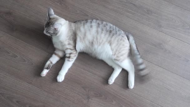 Ελαφρύ Ριγέ Γάτα Μπλε Μάτια Ξαπλωμένο Στο Πάτωμα — Αρχείο Βίντεο