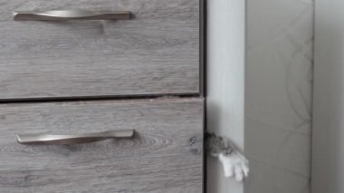 mavi gözlü hafif çizgili kedi göğüs çekmece dışarı tırmanıyor.