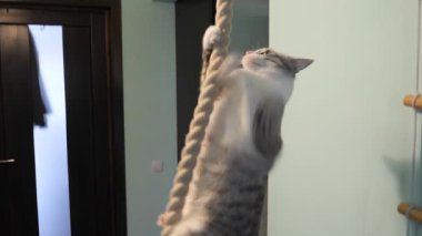 mavi gözlü hafif çizgili kedi ipi tırmanıyor.