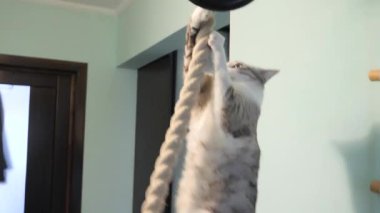 mavi gözlü hafif çizgili kedi ipi tırmanıyor.