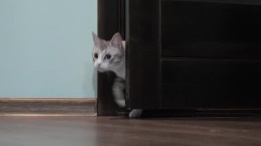 mavi gözlü hafif çizgili kedi kapıyı açar.