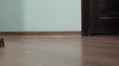 mavi gözlü hafif çizgili kedi kapıyı açar.