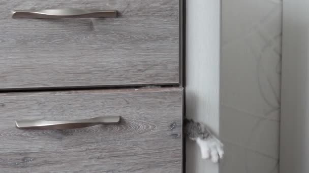 Light Striped Cat Blue Eyes Climbs Out Drawer Chest — Stock Video