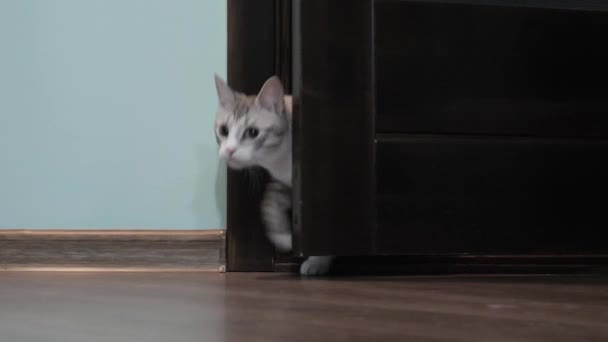 Lätt Randig Katt Med Blå Ögon Öppnar Dörren — Stockvideo