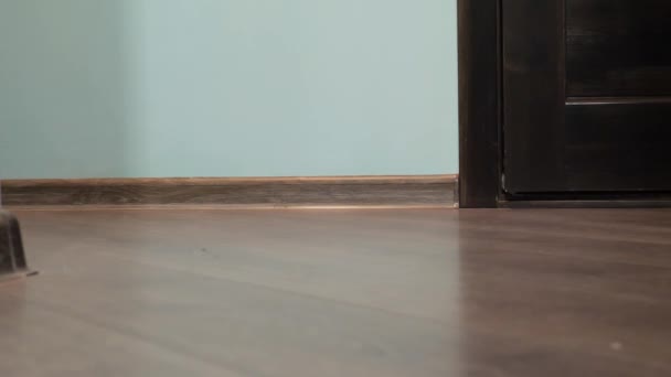 Mavi Gözlü Hafif Çizgili Kedi Kapıyı Açar — Stok video