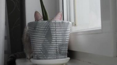 camda mavi gözlü hafif çizgili kedi oturur