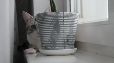 camda mavi gözlü hafif çizgili kedi oturur