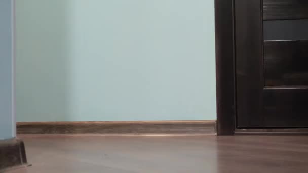 Светло Полосатый Кот Голубыми Глазами Открывает Дверь — стоковое видео