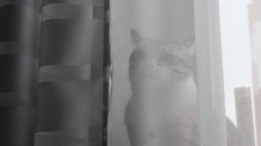 camda mavi gözlü hafif çizgili kedi oturur